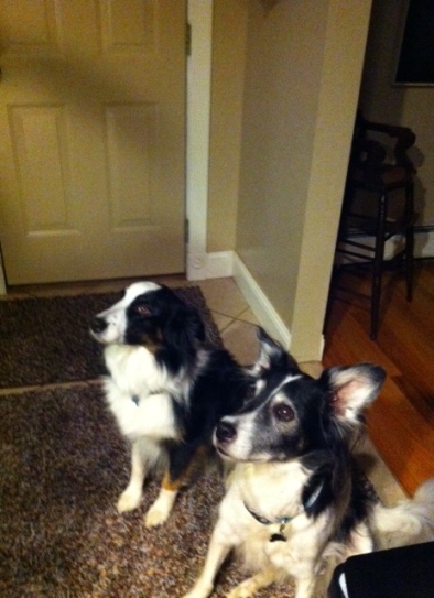 our two border collie mixes Sadie and Cooper.